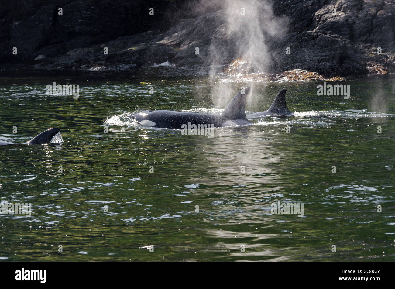 Orcas in der Packung in Vancouver in Kanada Stockfoto