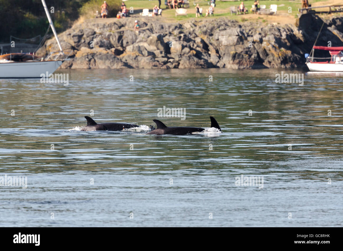 Orcas in der Packung in Vancouver in Kanada Stockfoto