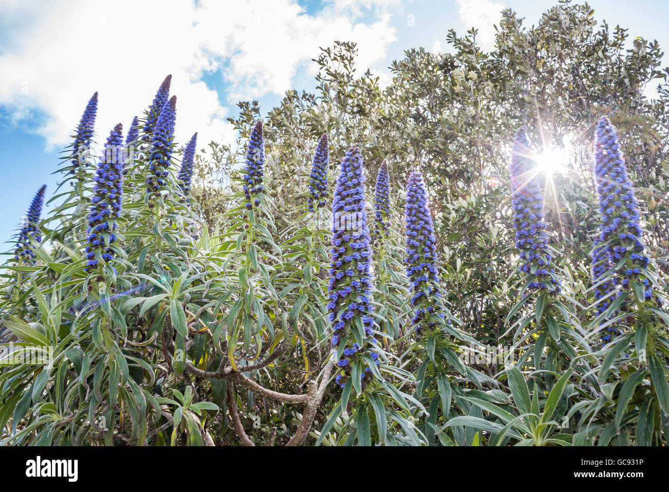 Baum echiums Echium pininana, einer Gruppe von echiums, die wachsen wie die Sonne scheint durch die Bäume hinter, Tresco, Inseln der Sci Stockfoto