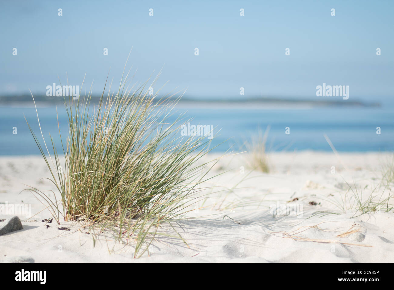 Dünengebieten Grass Ammophila Arenaria, wächst aus einer weißen sandigen Düne in der Nähe ein blaues Meer, St Mary's, Scilly-Inseln Stockfoto