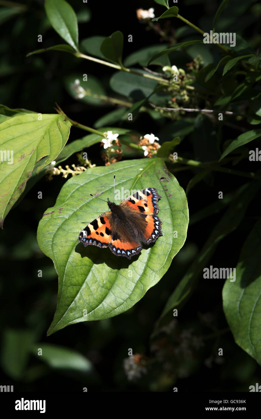 Kleiner Fuchs Schmetterling auf Blatt vertikale Portraitbild Stockfoto