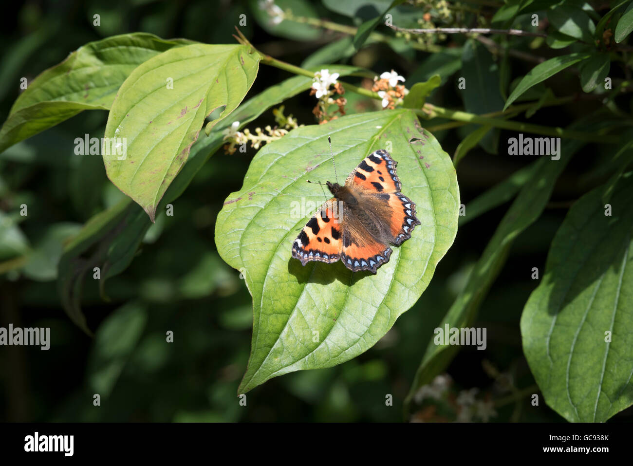 Kleiner Fuchs Schmetterling auf Blatt Stockfoto
