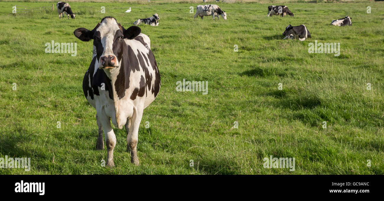 Panorama des niederländischen Zwartbont Holstein Kuh auf einem grünen Rasen Wiese Stockfoto