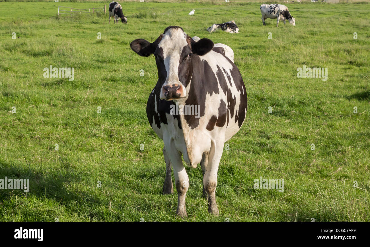 Niederländische Zwartbont Holstein Kuh auf einem grünen Rasen Wiese Stockfoto
