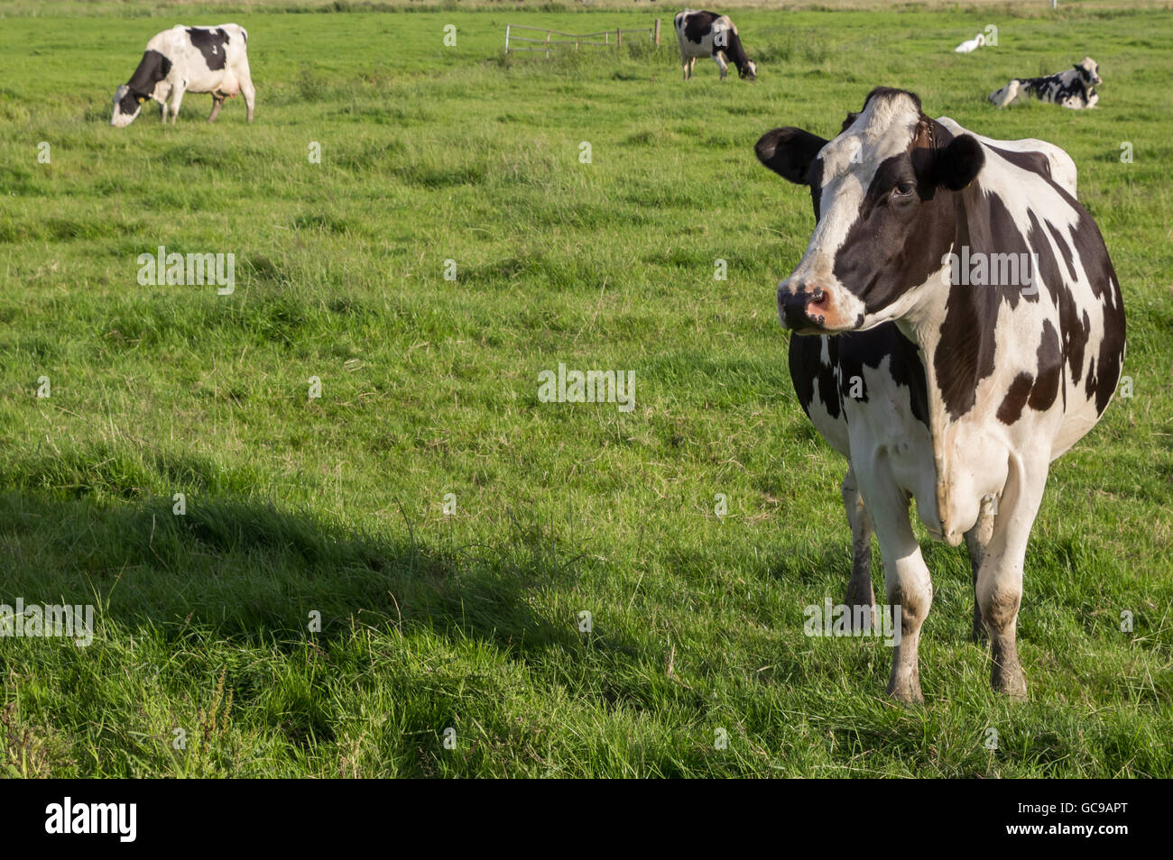 Niederländische Zwartbont Holstein Kuh auf einem grünen Rasen Wiese Stockfoto