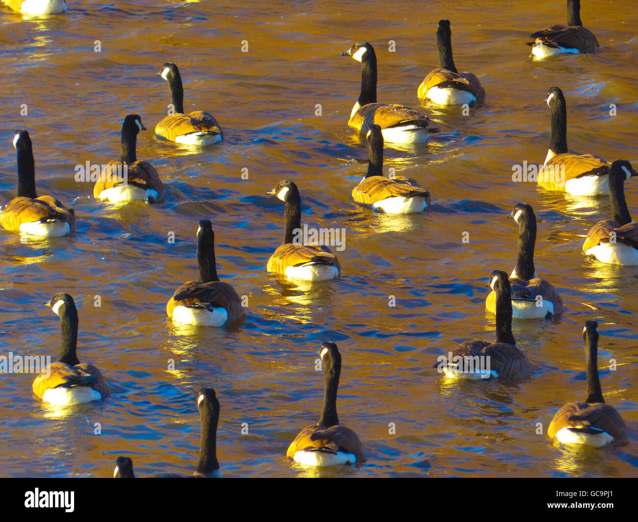 Gänse, schwimmt auf Wasser späten Tag Sonne Stockfoto