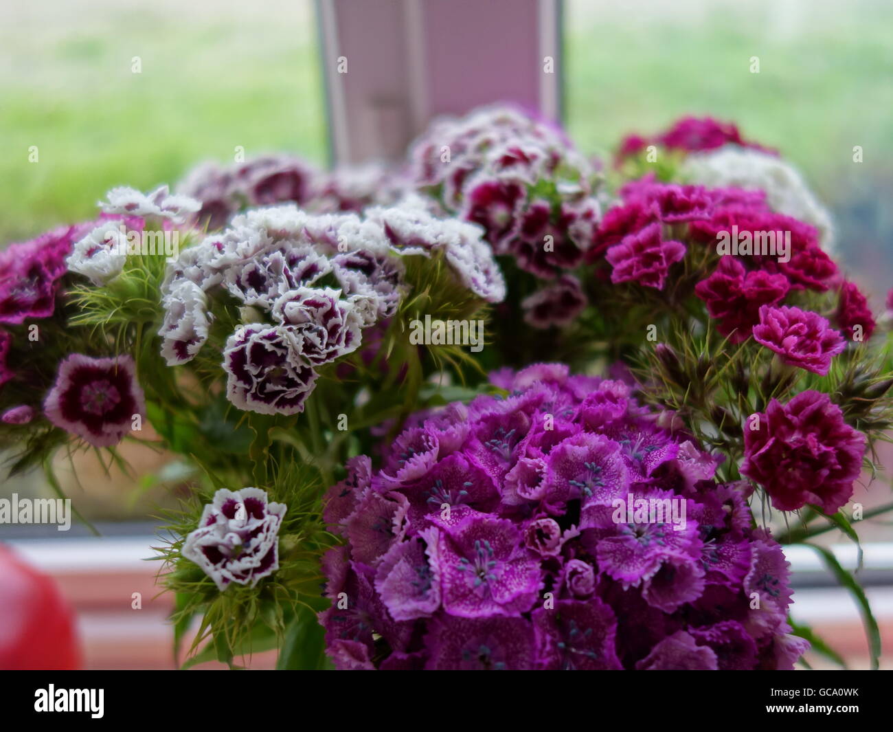 Blumen auf dem Fensterbrett Stockfoto