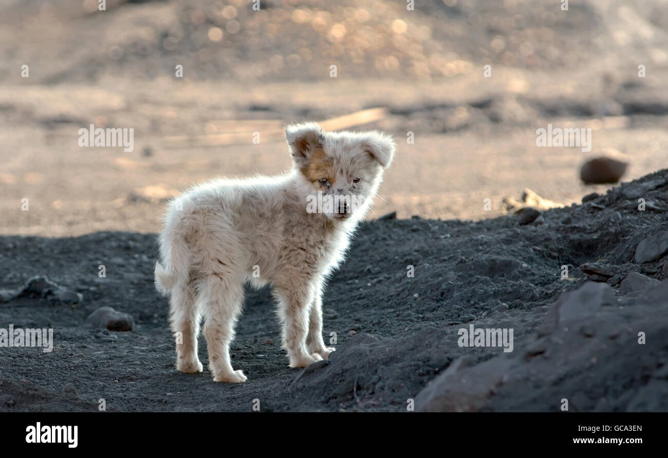 schmutzigen Slum Dog Shooting außerhalb der Stadt Stockfoto