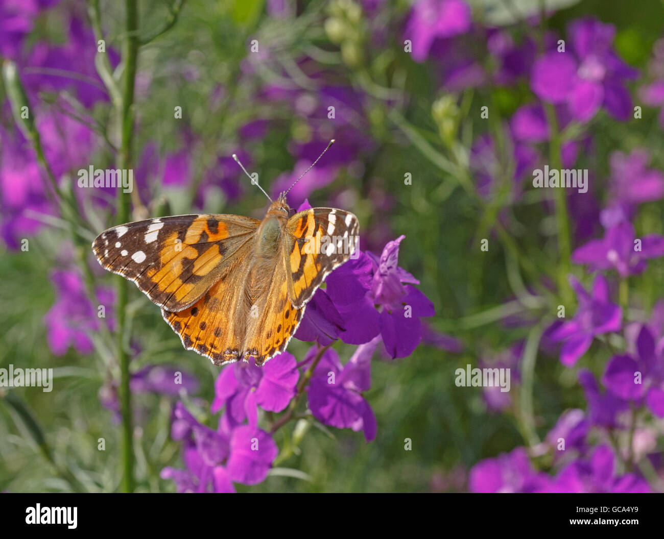 Distelfalter Schmetterling auf Blume im Garten Stockfoto