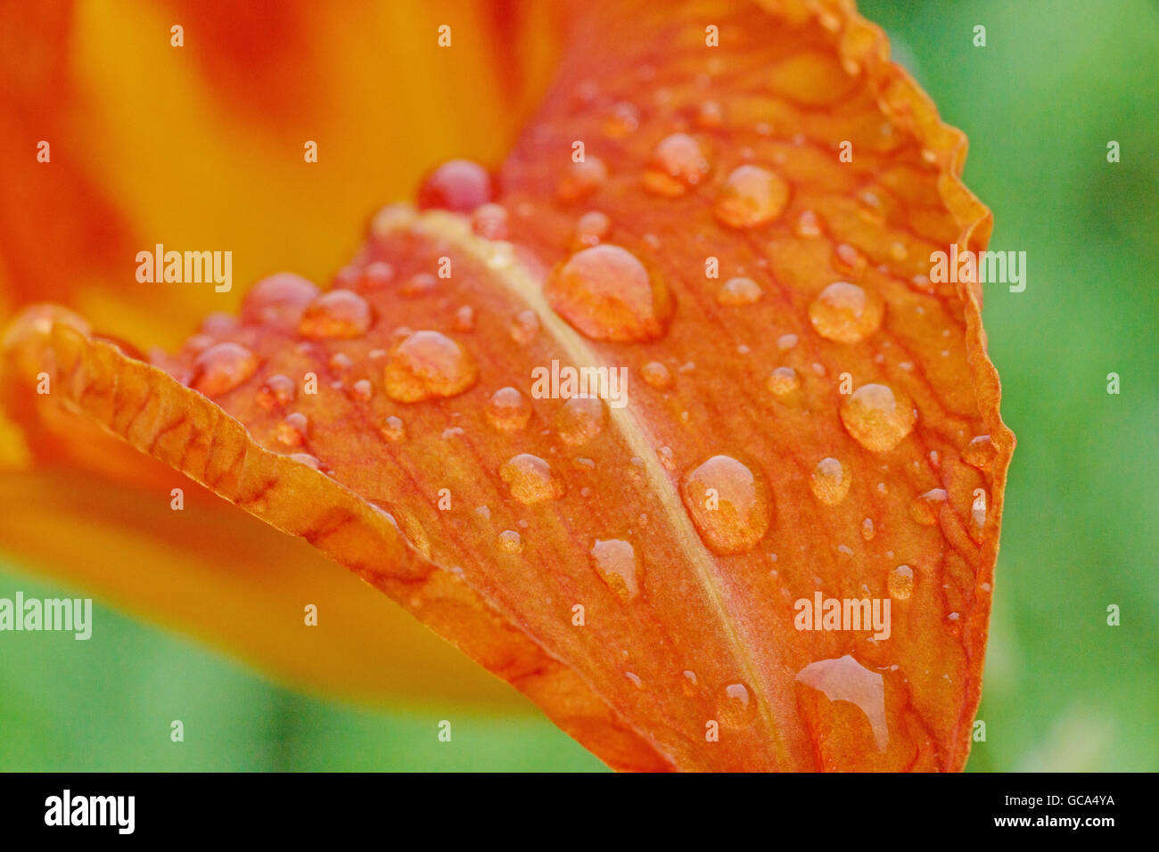 Nahaufnahme von Regentropfen auf Lily Blumenblatt Stockfoto