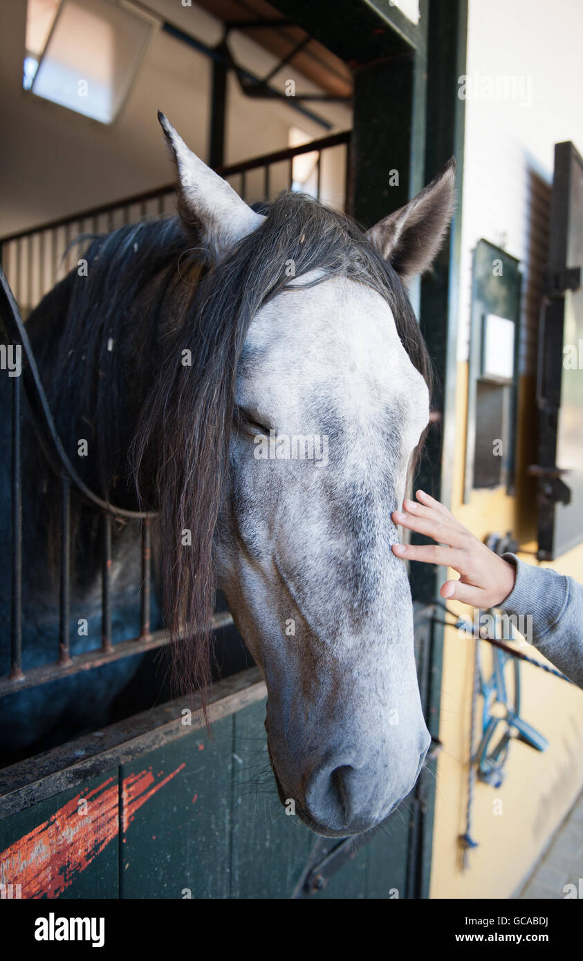 Mann ein schönes Pferd mit geschlossenen Augen streicheln Stockfoto