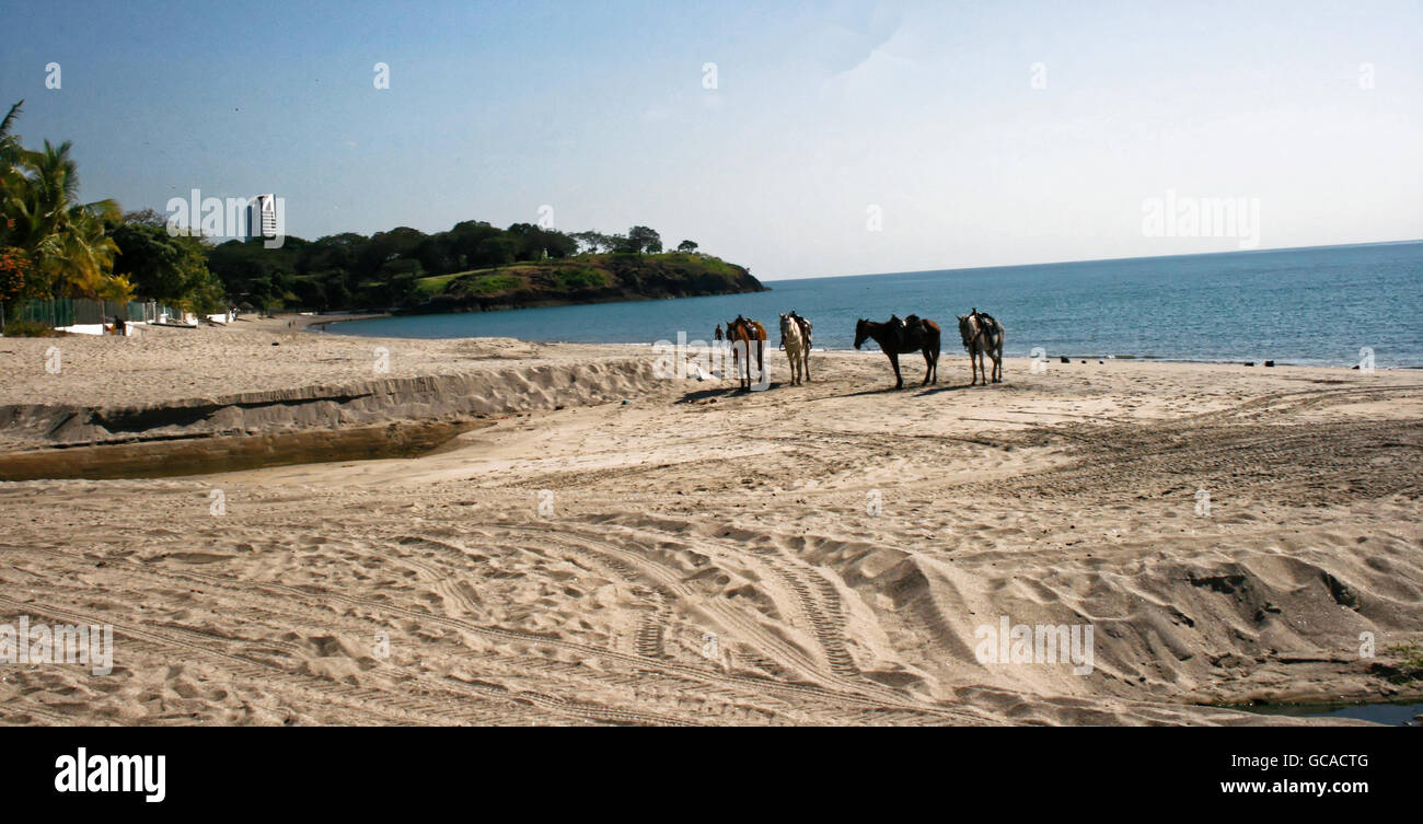 Satteln die Pferde auf einem sandigen Strand in Panama. Stockfoto