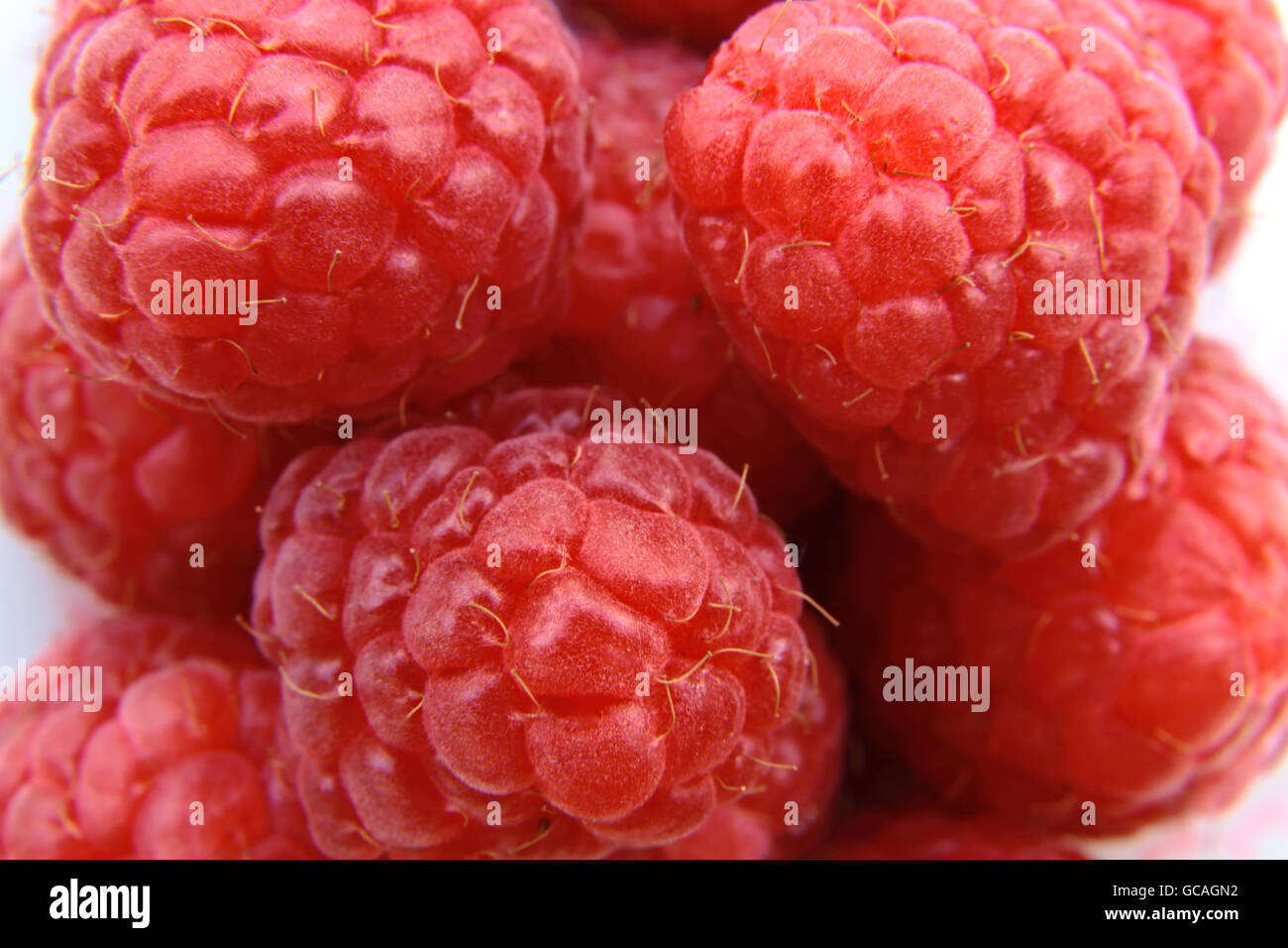 Nahaufnahme einer Reihe von roten Himbeeren Stockfoto