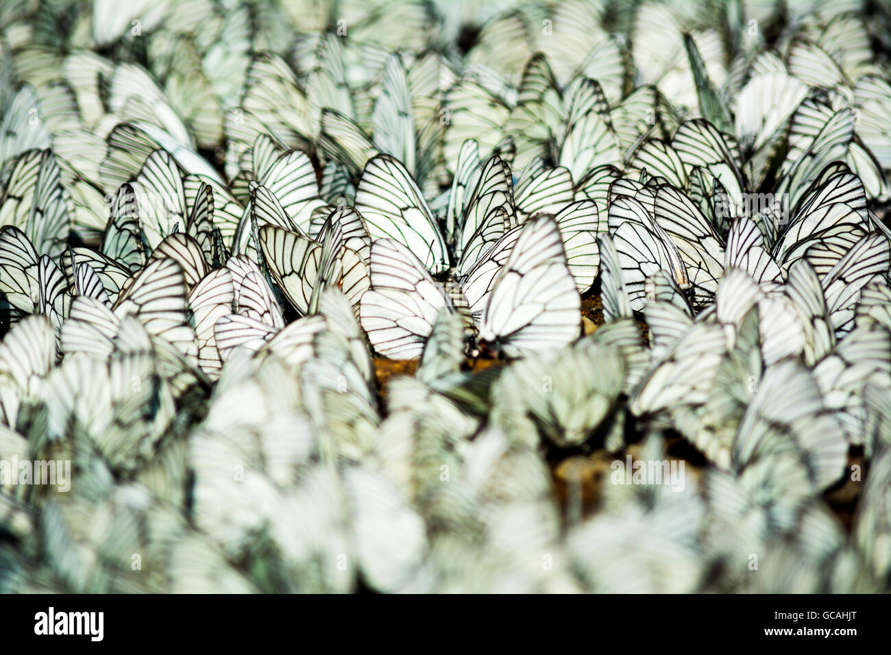 Reihen von weiß und schwarz gestreiften Schmetterlinge selektiven Fokus sitzen. Schmetterling-Hintergrund. Schmetterling Muster. Stockfoto
