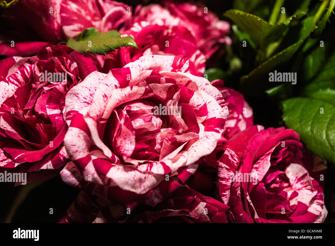 Dragon-Rosen-Bündel schließt sich mit grünen Blättern um mit Details und leuchtende Farben Stockfoto
