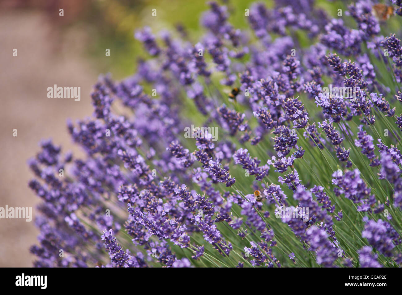 Viele blühende Lavendel Blüte Lavandula angustifolia Stockfoto