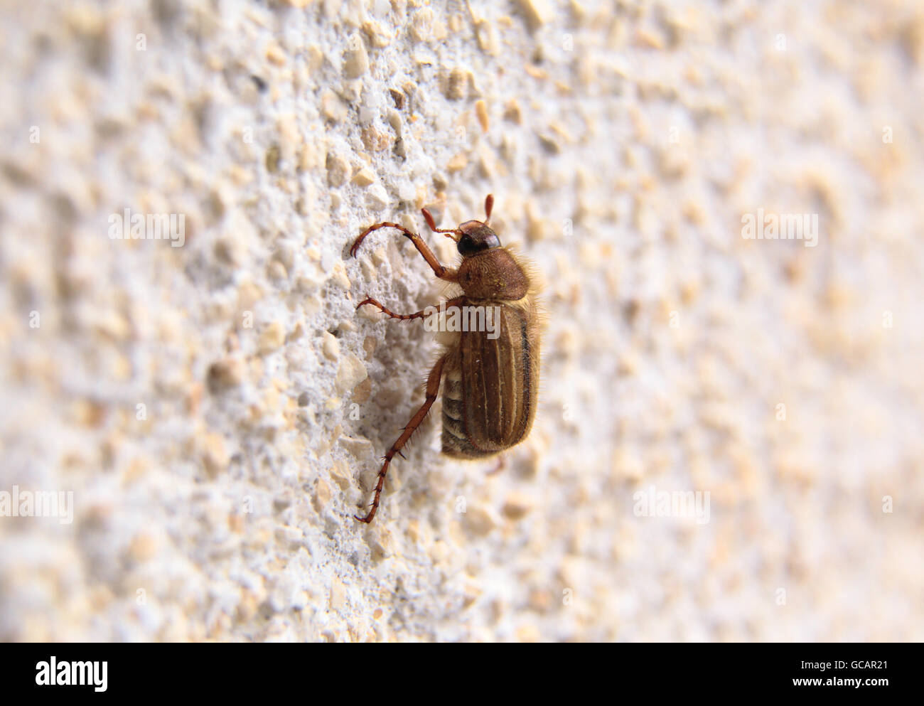 Nahaufnahme von einem Maikäfer auf einer weißen Wand mit Tageslicht Stockfoto