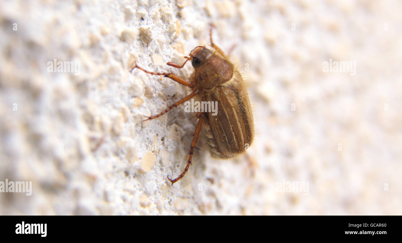 Nahaufnahme von einem Maikäfer auf einer weißen Wand mit Tageslicht Stockfoto