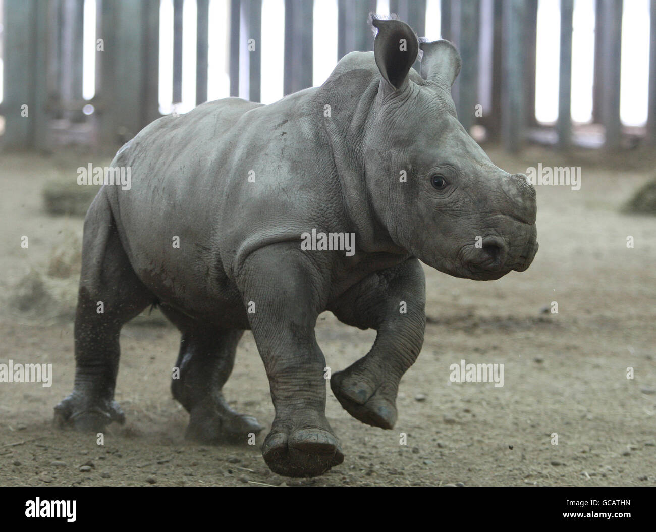 Ailsa das sechs Wochen alte Baby White Rhino, im Drummond Safari Park in der Nähe von Stirling. Mutter 'Don' eine der Blair Drummond Safari Parks Weiße Nashörner gebar ihr zweites Kalb im Rahmen des Europäischen Zuchtprogramms. Die Mitarbeiter wurden von einer Person, die nach der Schwangerschaft von Dot aus Zypern per Rhino Web Cam auf der Safari-Website angerufen hatte, über die Geburt informiert. DRÜCKEN Sie VERBANDSFOTO. Bilddatum: Donnerstag, 4. Februar 2010. Bildnachweis sollte lauten: Andrew Milligan / PA Wire Stockfoto