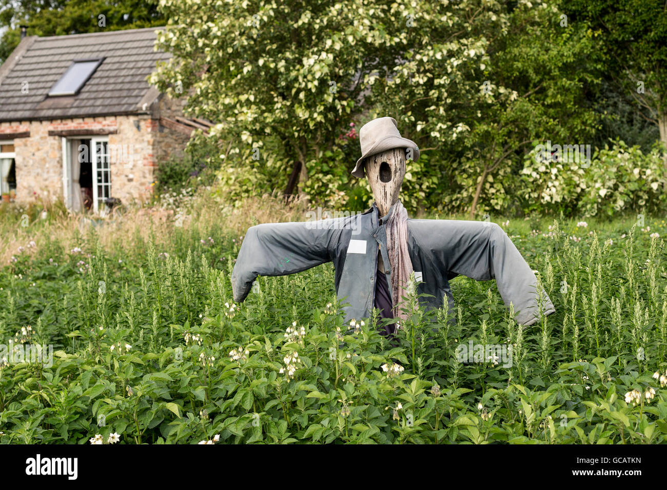 Vogelscheuche in Kartoffel-Feld-Irland Stockfoto