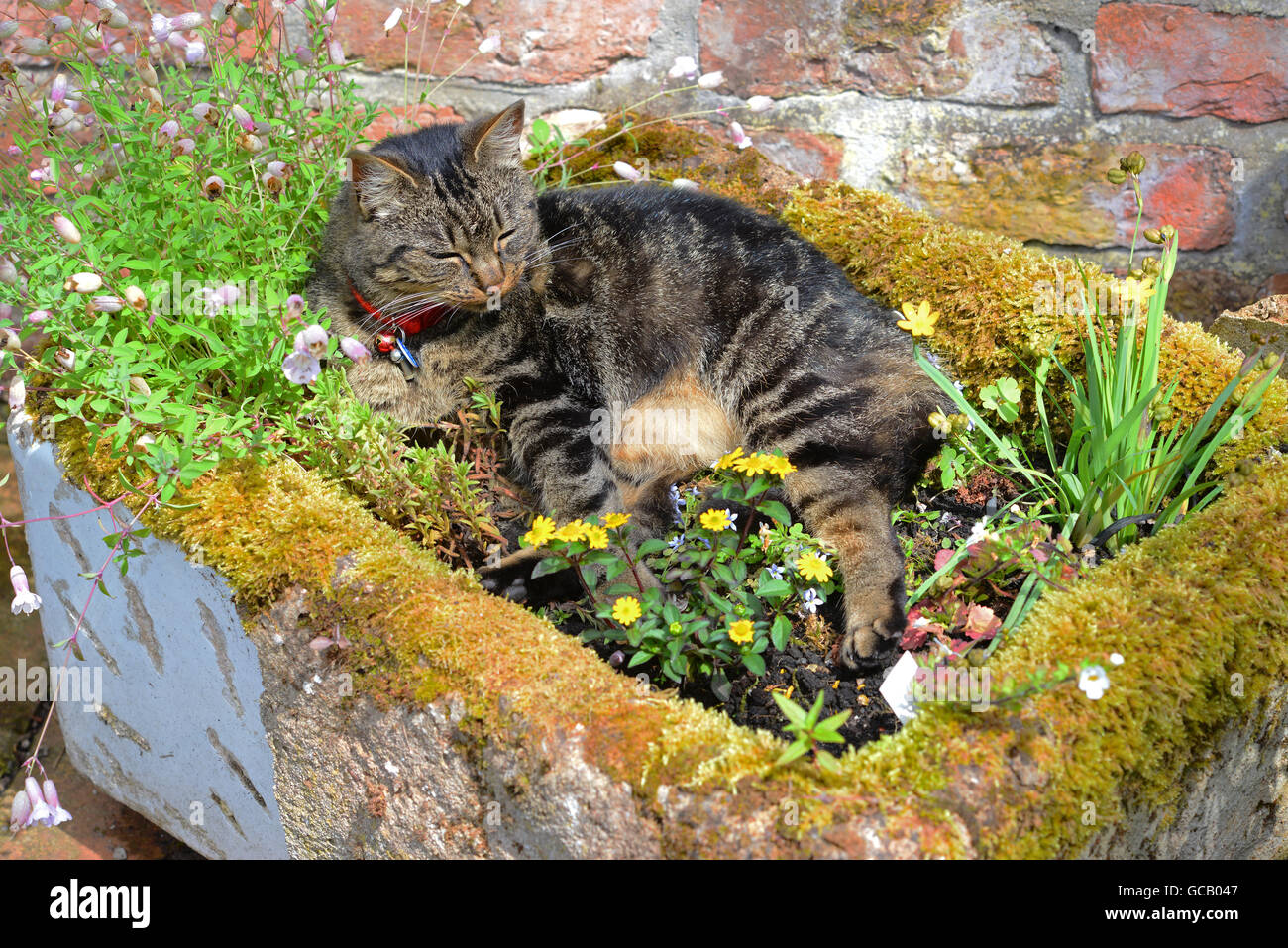 Tabby Katze, die Sonne zu genießen im alten Belfast Waschbecken als Garten Blume Wanne gelegt Stockfoto