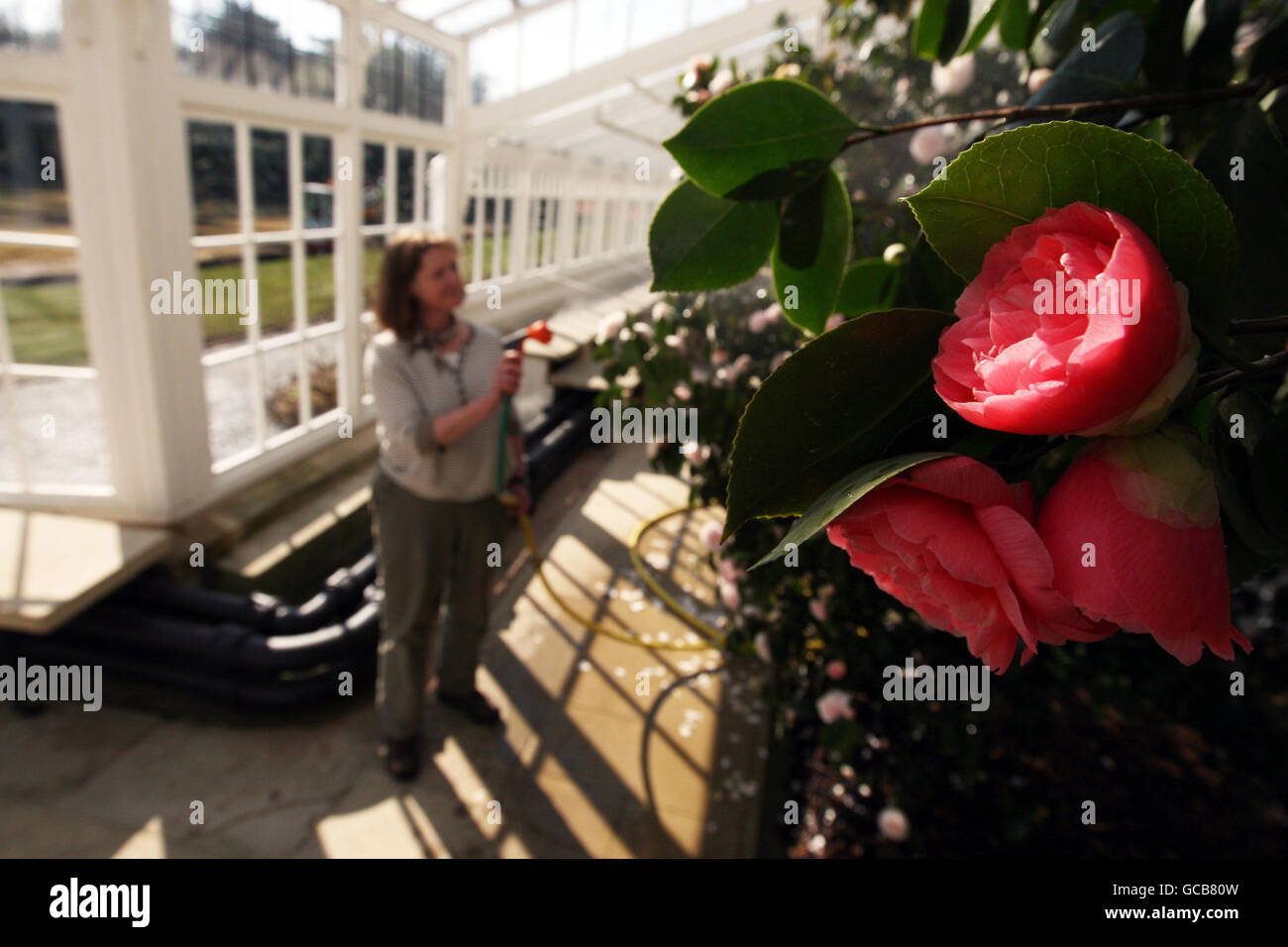 Chefgärtner Fiona Crumley pflegt eine rote Kamelie des „Middelemists“, die als eines von nur zwei Beispielen der Vielfalt der Welt gilt, im Wintergarten des Chiswick House Gardens im Westen Londons. Stockfoto