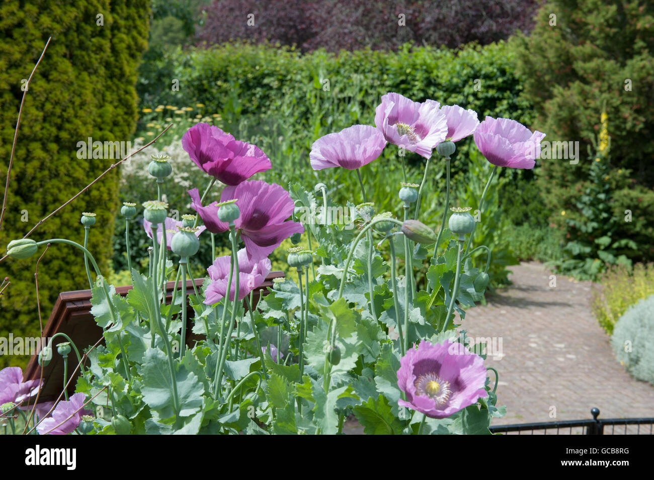 Schlafmohn (Papaver Somniferum) in der Cottage-Garten am RHS Rosemoor in Devon, England, UK Stockfoto