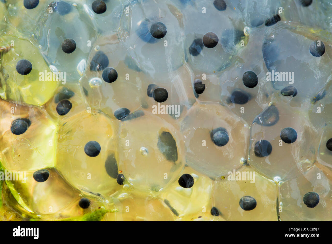Frosch nachwuchs Fotos und Bildmaterial in hoher Auflösung Alamy