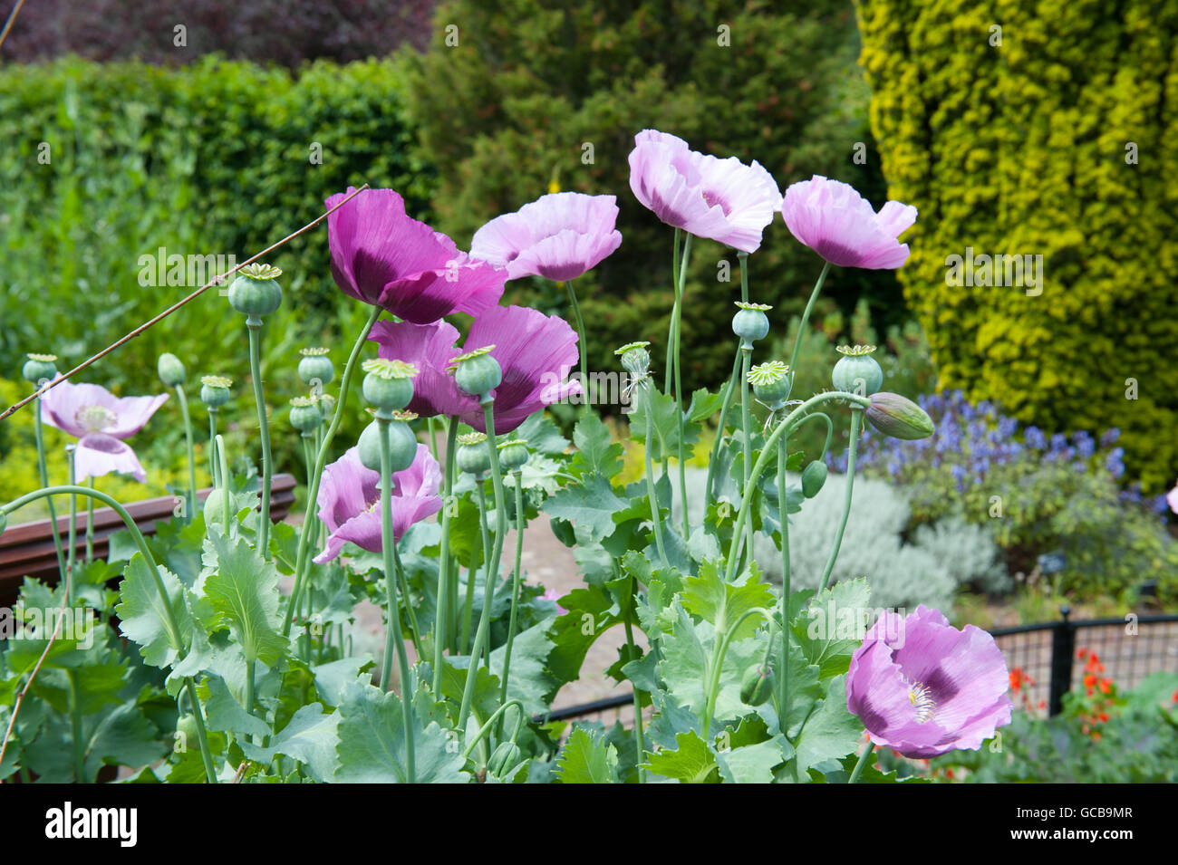 Schlafmohn (Papaver Somniferum) in der Cottage-Garten am RHS Rosemoor in Devon, England, UK Stockfoto