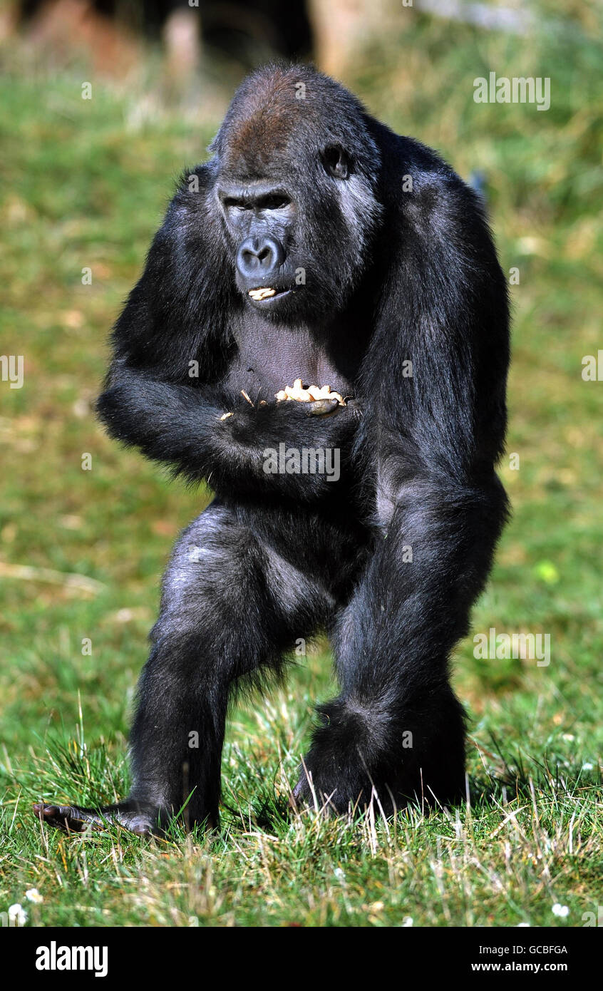 Der zwölfjährige, 20-jährige männliche Gorilla Yeboah genießt eine Mischung aus Popcorn, Preiselbeeren und Nüssen im London Zoo. Kurz vor Weihnachten kam er aus dem Zoo La Boissiere Du Dore in Frankreich in den Zoo. Stockfoto