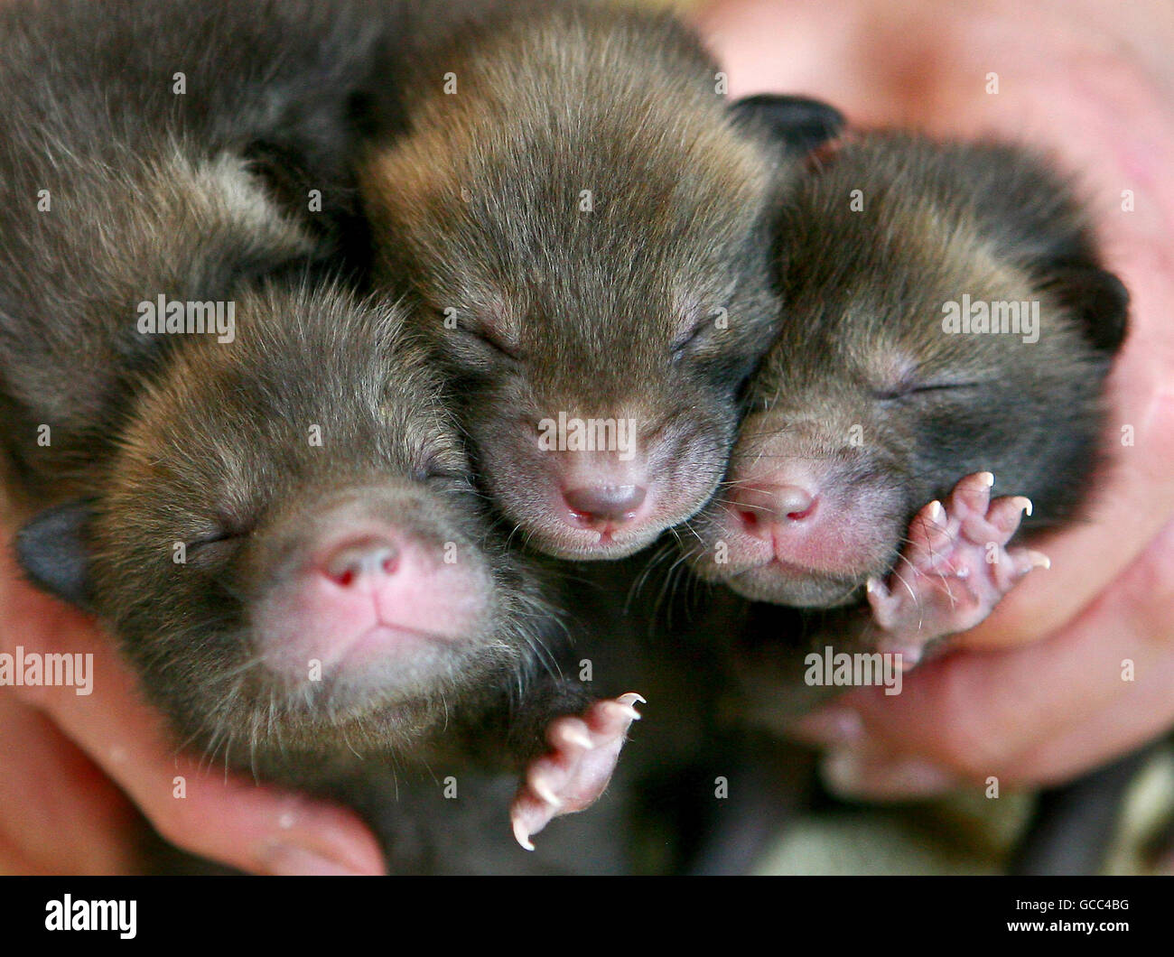FOTO vier Fuchsjungen (von links nach rechts) Rocky, Cookie, Fudge und Crinkle, vor einer Woche von ihrer Mutter verlassen, die nun von Mitgliedern des East Sussex Wildlife Rescue and Ambulance Service in Hailsham, Sussex, von Hand aufgezogen werden, bevor sie wieder in die Wildnis entlassen werden. Stockfoto