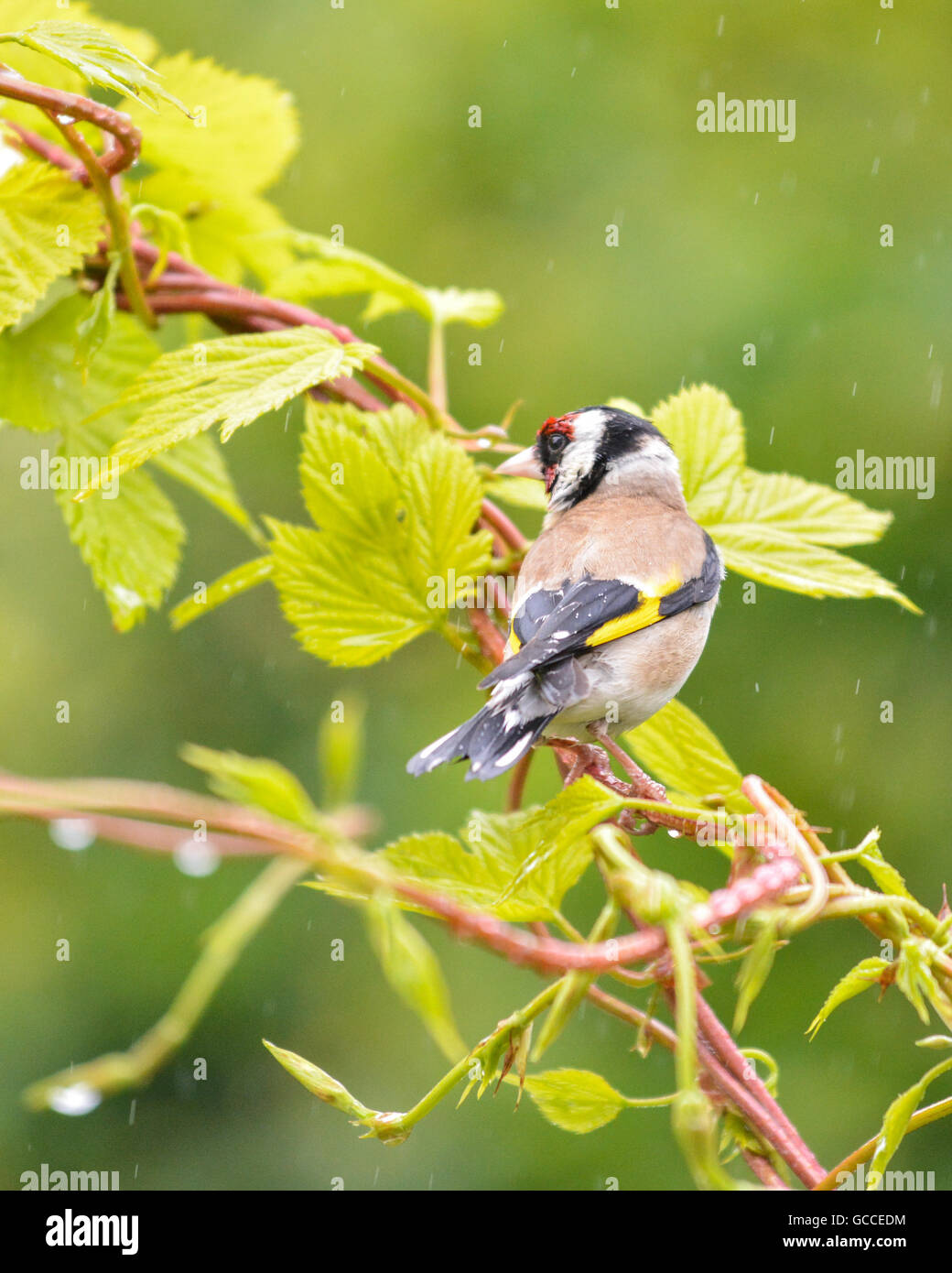 Stirlingshire, Schottland - 9. Juli 2016: UK Wetter: ein Stieglitz sitzt auf einem goldenen Hop während eines mehrere Duschen an einem grauen Tag in Stirlingshire Credit: Kay Roxby/Alamy Live News Stockfoto