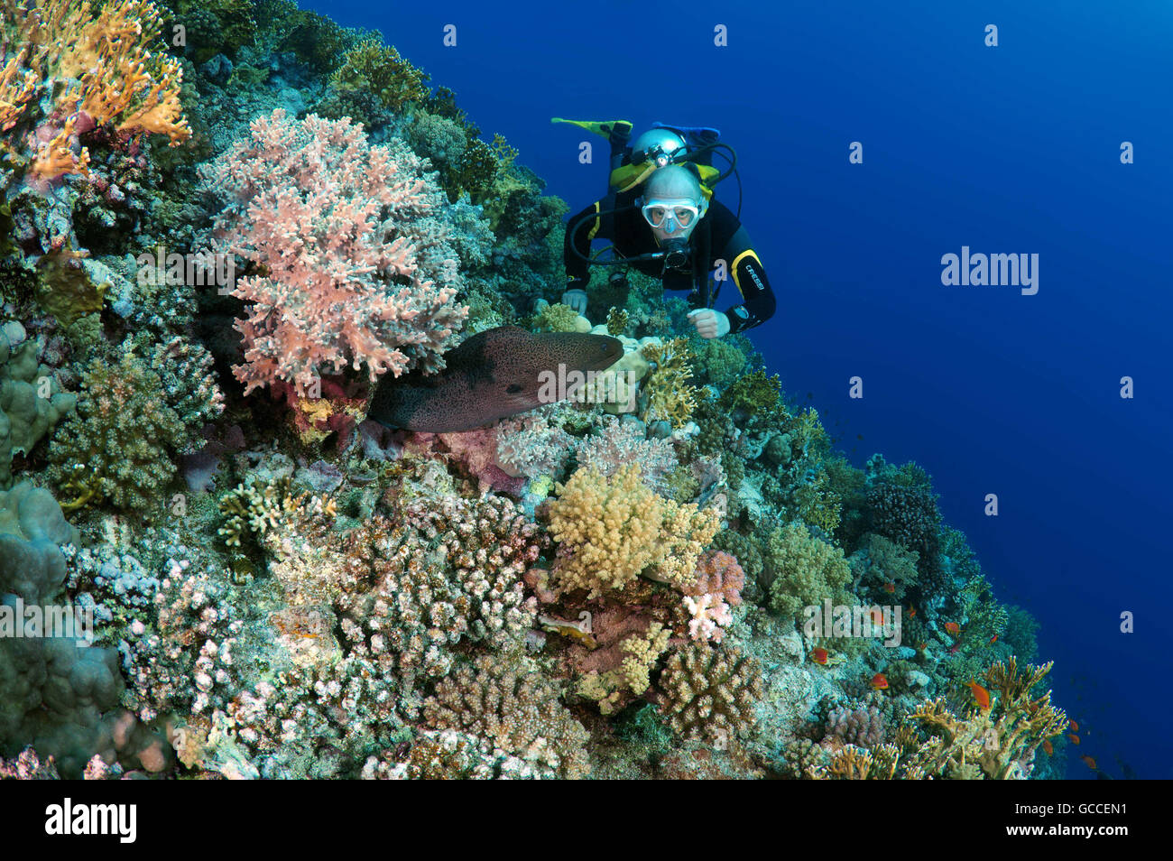 Rotes Meer, Ägypten. 3. März 2016. Männlichen Taucher am Riesen Muräne (Gymnothorax Javanicus), Shark Yolanda Riff, Ras Mohammed Nationalpark, Sinai, Sharm el-Sheikh, Rotes Meer, Ägypten, Afrika © Andrey Nekrassow/ZUMA Wire/ZUMAPRESS.com/Alamy Live-Nachrichten Stockfoto