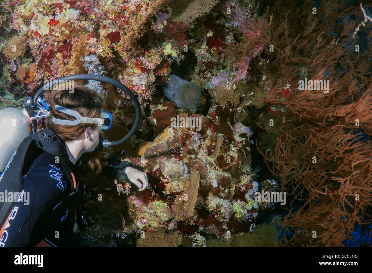 Rotes Meer, Ägypten. 3. März 2016. Weibliche Taucher am Riesen Muräne (Gymnothorax Javanicus), Shark Yolanda Riff, Ras Mohammed Nationalpark, Sinai, Sharm el-Sheikh, Rotes Meer, Ägypten, Afrika © Andrey Nekrassow/ZUMA Wire/ZUMAPRESS.com/Alamy Live-Nachrichten Stockfoto