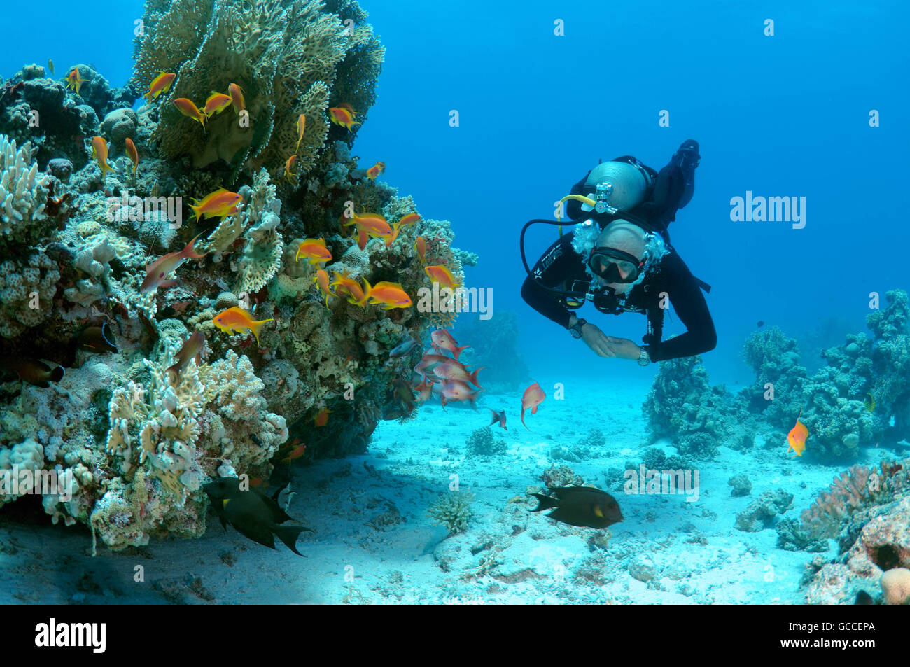 Rotes Meer, Ägypten. 3. März 2016. Männlichen Taucher mit einer Schule von Longspine Anthias (Pseudanthias Squamipinnis), Shark Yolanda Reef Nationalpark Ras Mohammed, Scharm el-Scheich, Ägypten © Andrey Nekrassow/ZUMA Wire/ZUMAPRESS.com/Alamy Live-Nachrichten Stockfoto