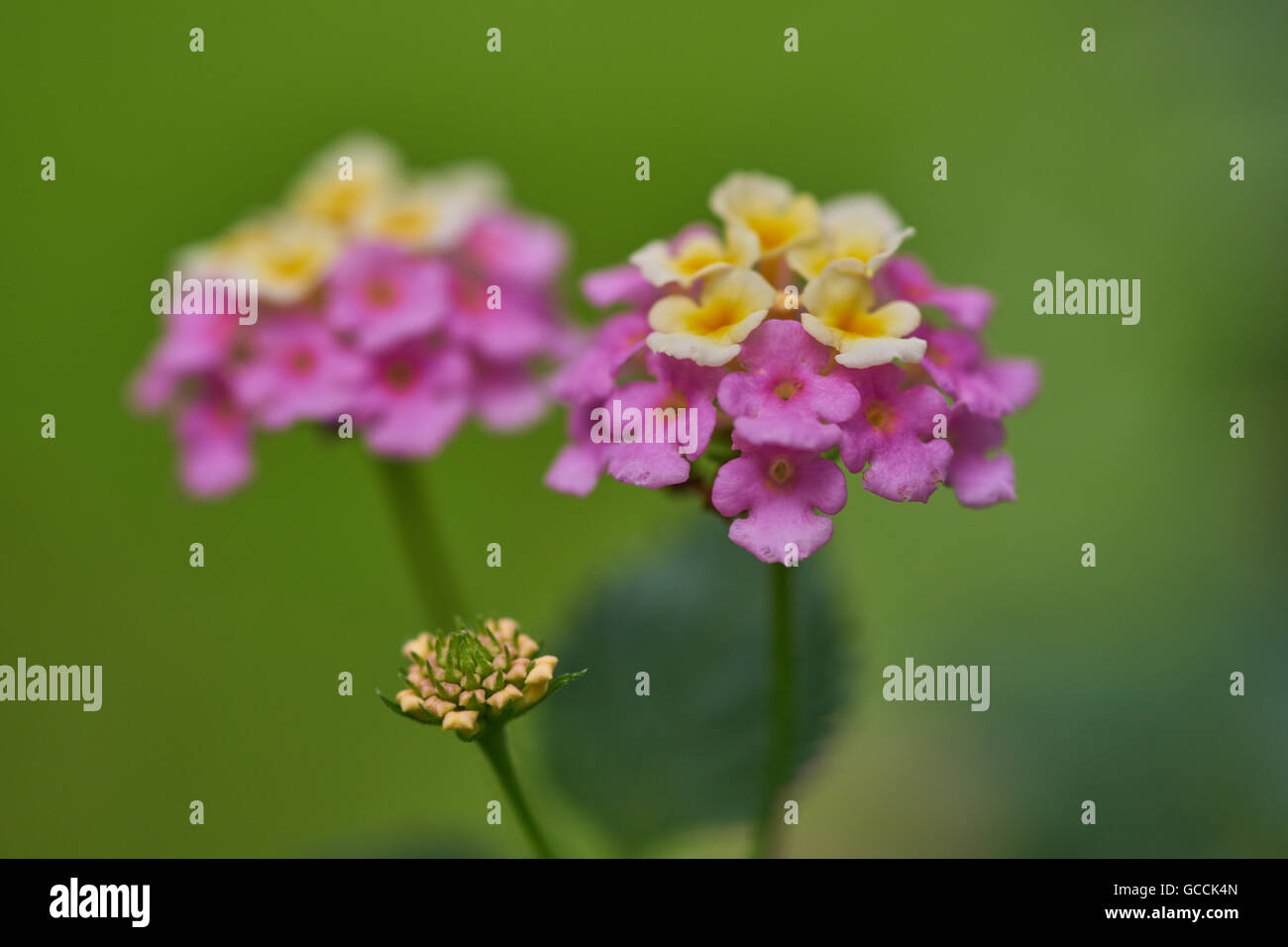 Lantana Camara wild weiß-rot-groß-Salbei Tickberry Blumen hautnah Stockfoto