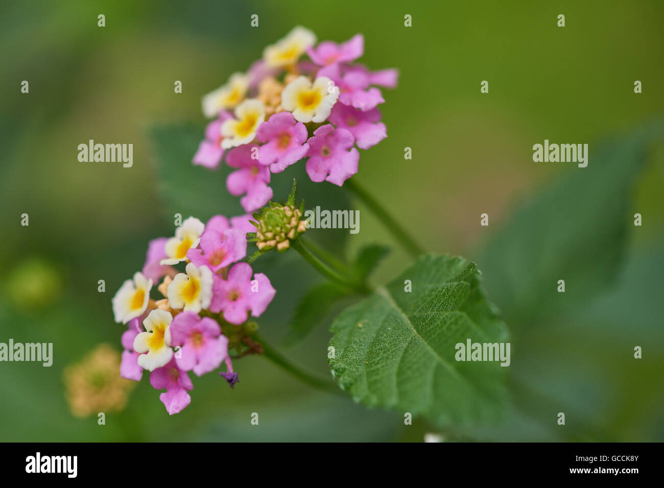 Lantana Camara wild weiß-rot-groß-Salbei Tickberry Blumen hautnah Stockfoto