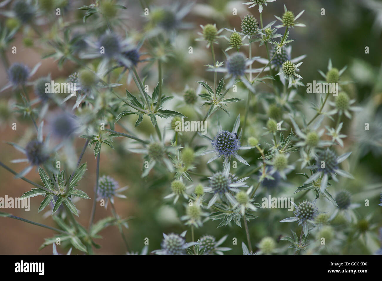 Eryngium Planum blauer Eryngo flache Meer holly Stockfoto