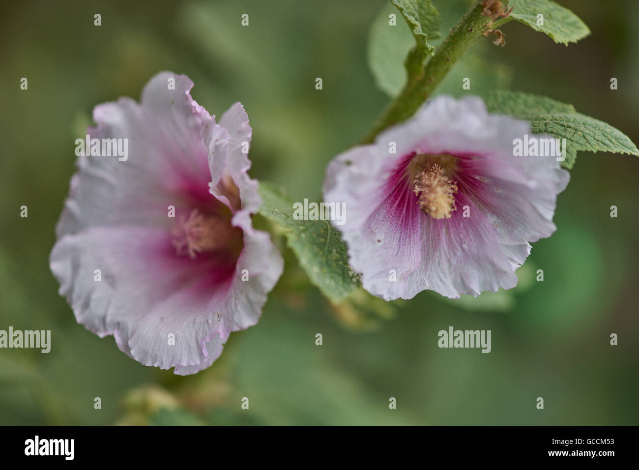 Gemeinsamen Stockrose rosa Blüten Nahaufnahme Alcea rosea Stockfoto
