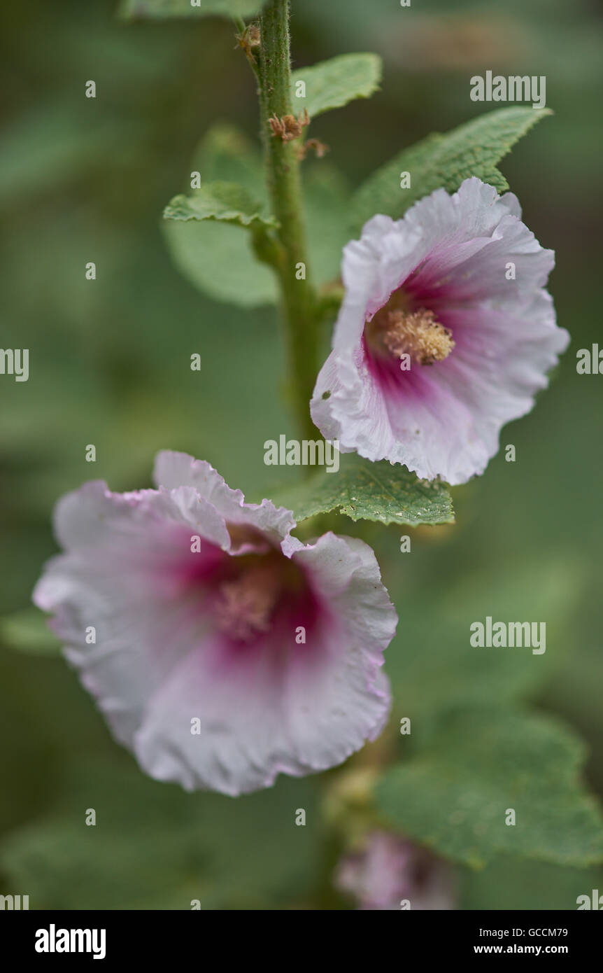 Gemeinsamen Stockrose rosa Blüten Nahaufnahme Alcea rosea Stockfoto