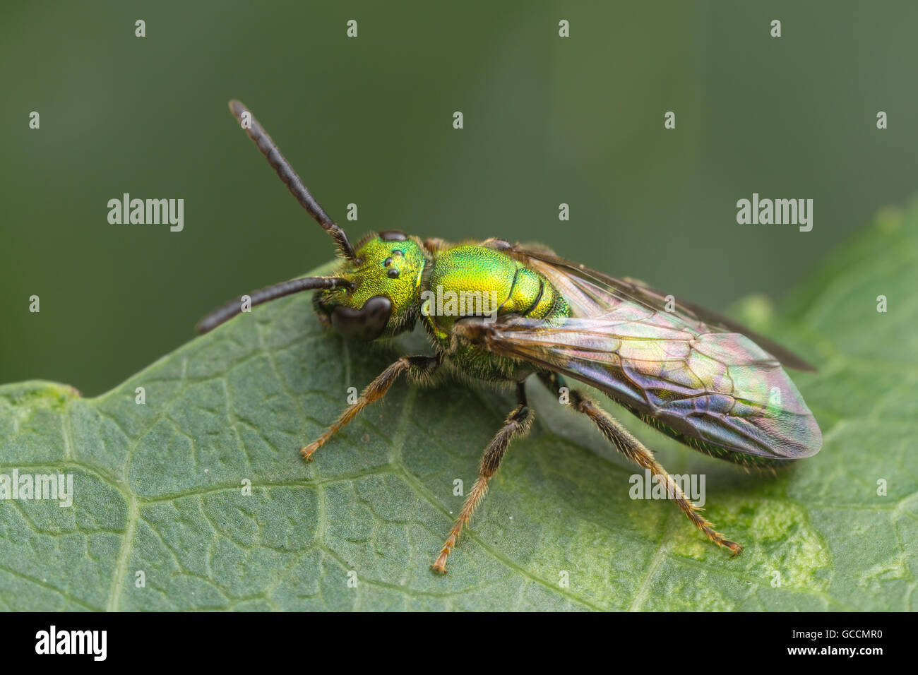 Eine helle metallische grüne Sweat Biene (Augochlora Pura) steht am Rand eines Blattes. Stockfoto