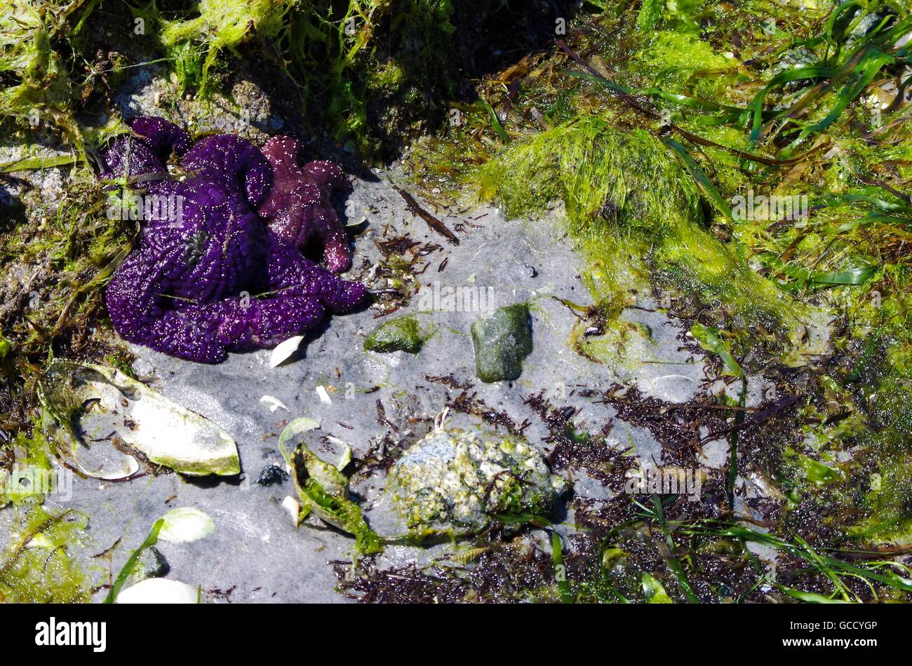 Zwei lila Seestern, umgeben von Sand und Algen. Cortes Island, British Columbia, Kanada Stockfoto