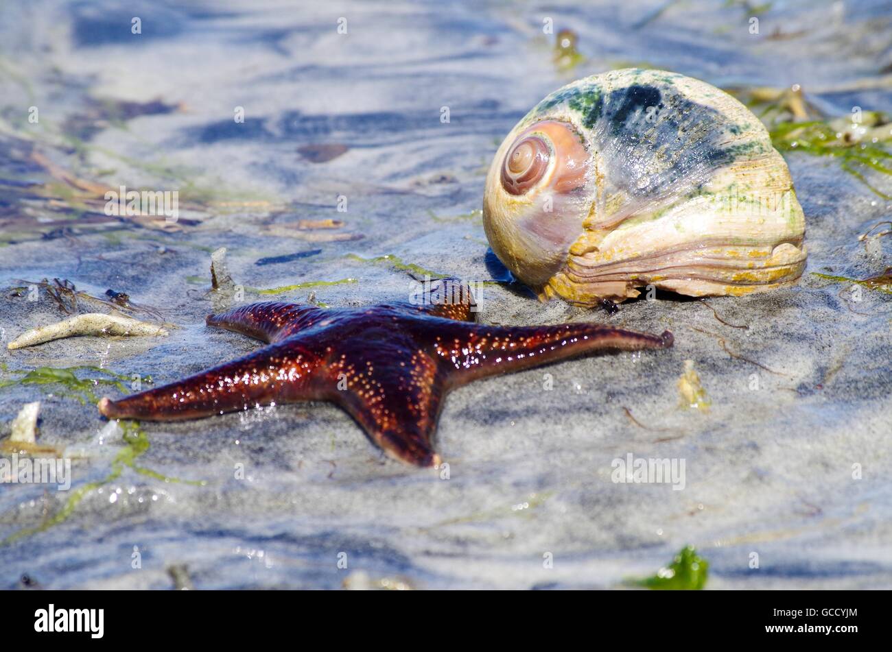 Moonsnail Schale mit Seestern. Stockfoto
