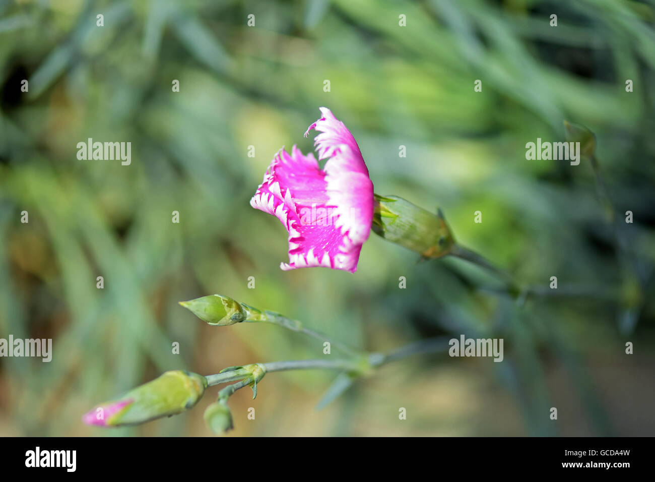 Makro-Foto der Wild rosa Nelke Blume (Dianthus Caryophyllus) auf natürlichen Hintergrund Stockfoto