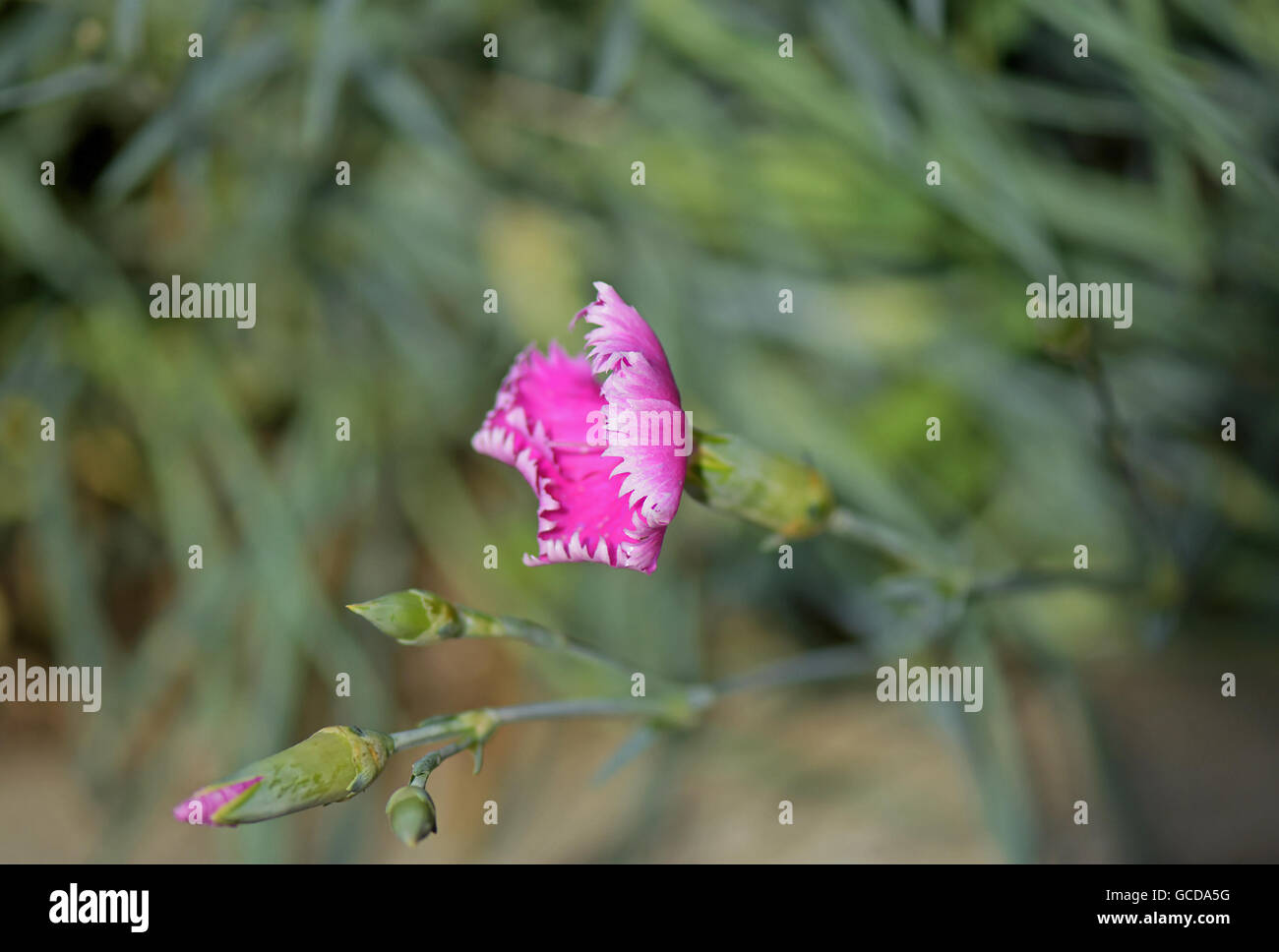 Makro-Foto der Wild rosa Nelke Blume (Dianthus Caryophyllus) auf natürlichen Hintergrund Stockfoto