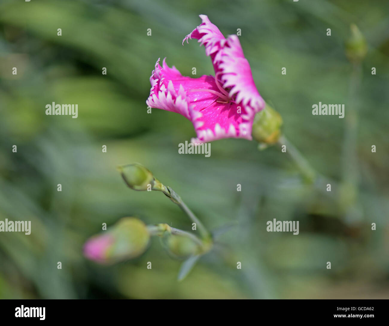 Makro-Foto der Wild rosa Nelke Blume (Dianthus Caryophyllus) auf natürlichen Hintergrund Stockfoto