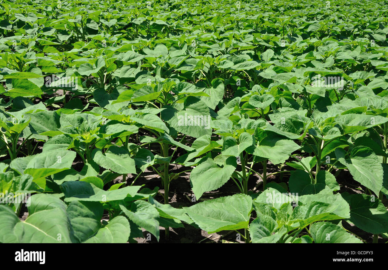 Feld von Sonnenblumen Jungpflanzen. Ansicht von oben. Stockfoto