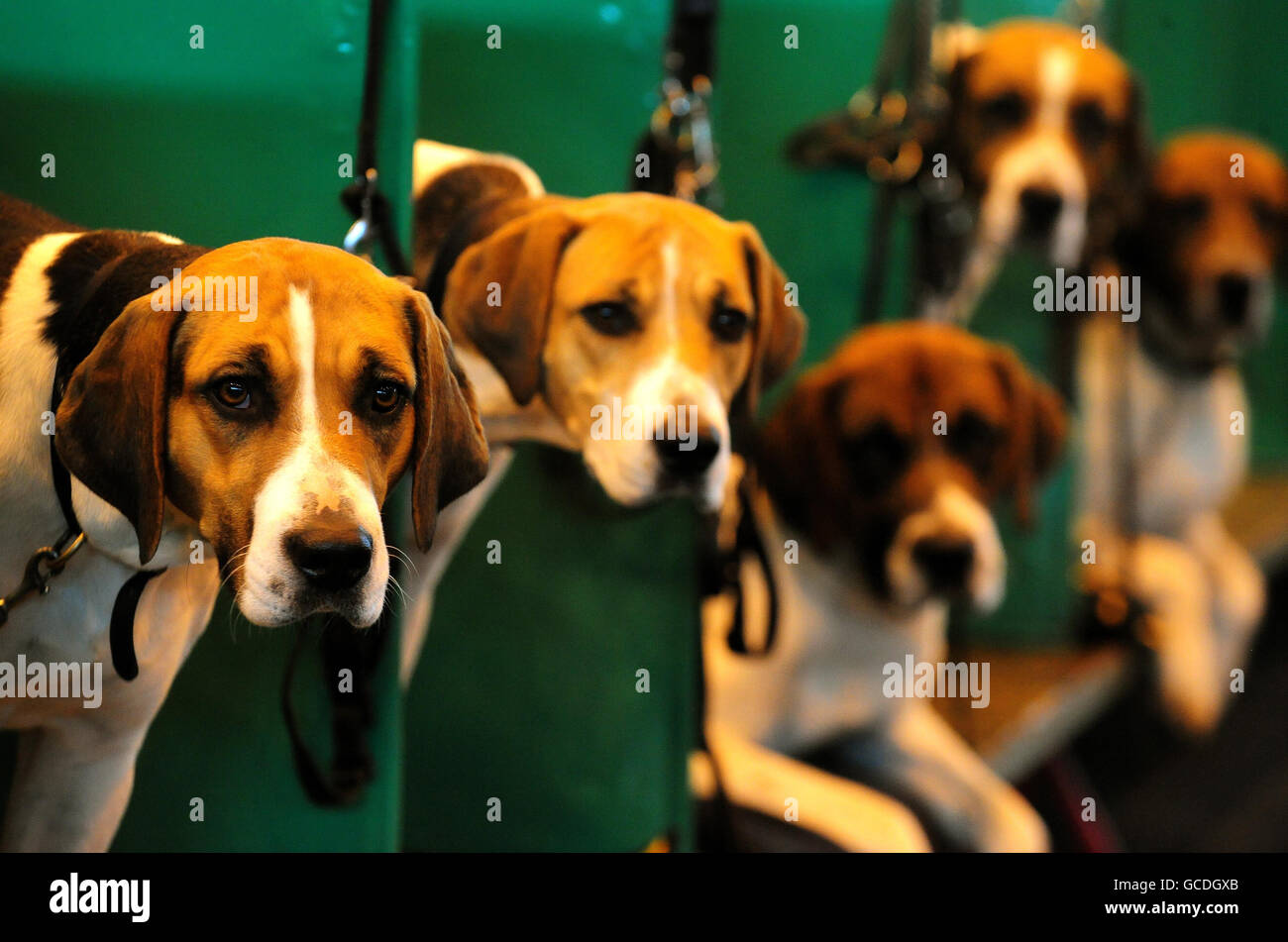 Foxhounds im Rastgebiet von Crufts, NEC, Birmingham. Stockfoto