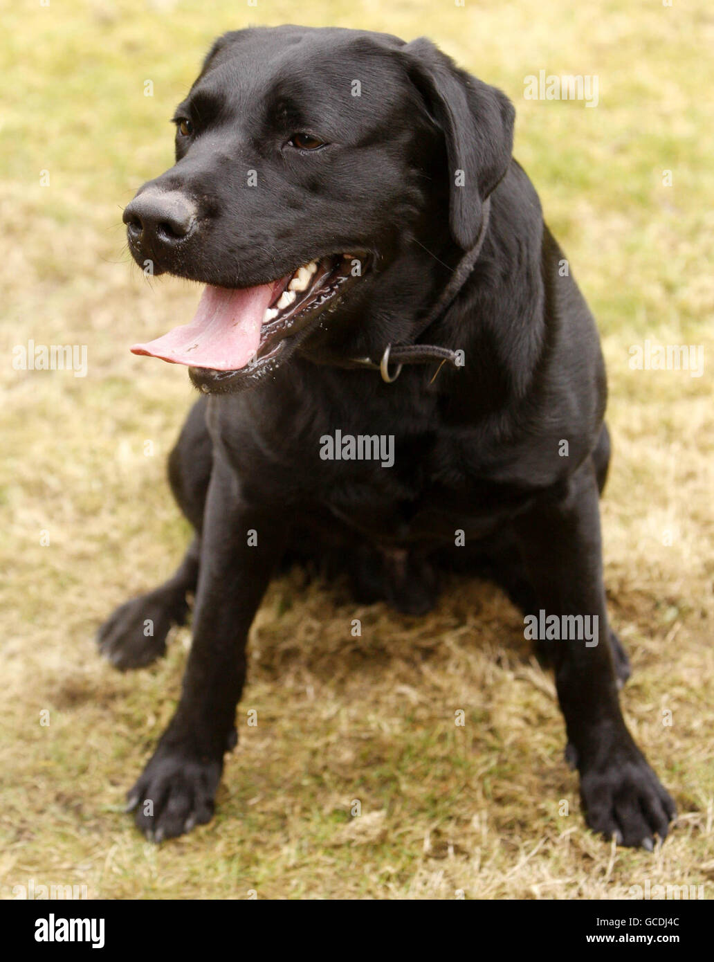 Hund isst Fußball. Bracken, der labrador, der nach dem Schlucken eines Balls operiert werden musste, in seinem Haus in Lenzie, Schottland. Stockfoto