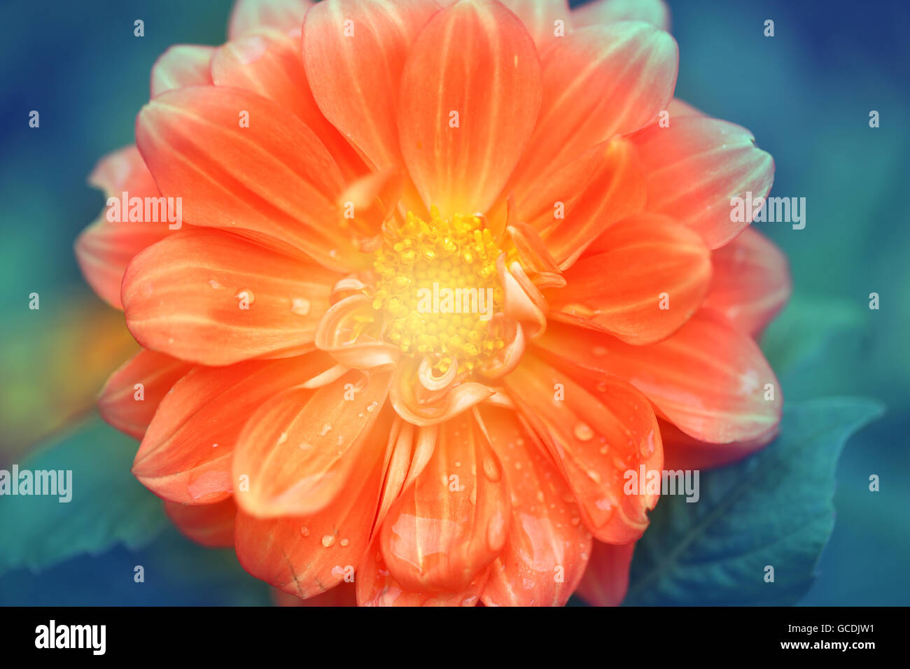 Schöne Blumen fotografiert Dahlien in Nahaufnahme Stockfoto